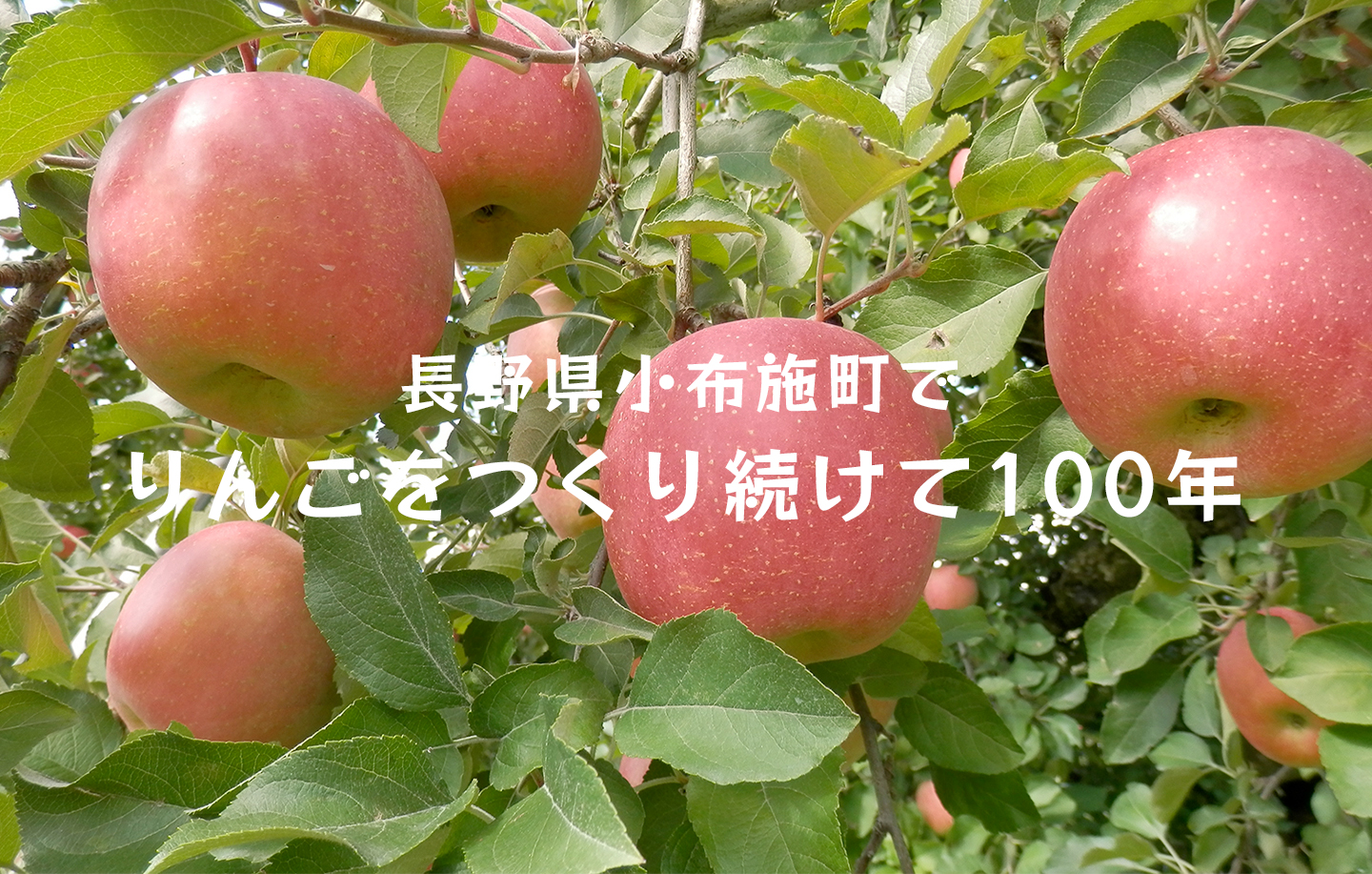 りんご紹介 - 信州園  長野県小布施町でりんごをつくり続けて100年